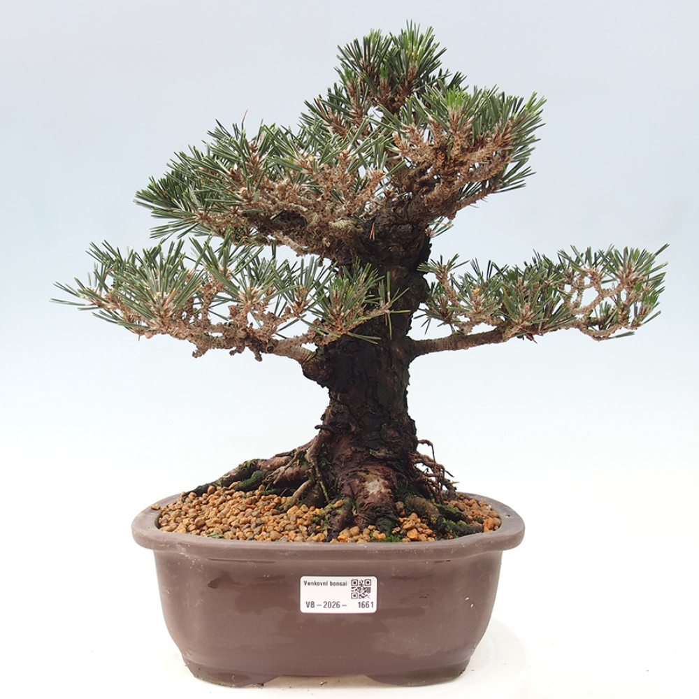 Outdoor bonsai - Pinus thunbergii Kotobuki - Thunberg pine