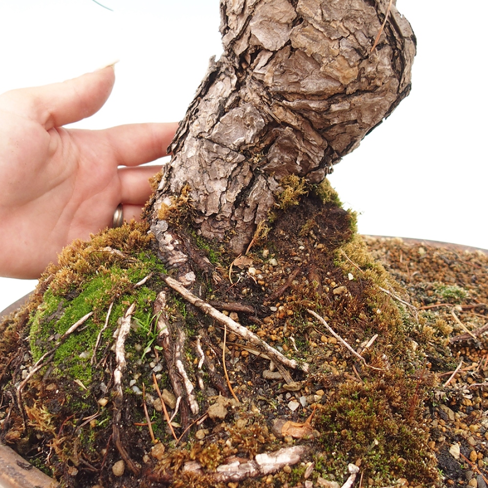 Outdoor bonsai - Pinus parviflora - Pinus parviflora