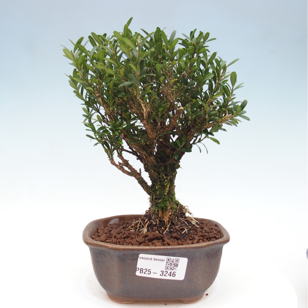 Room bonsai - Buxus harlandii - cork buxus