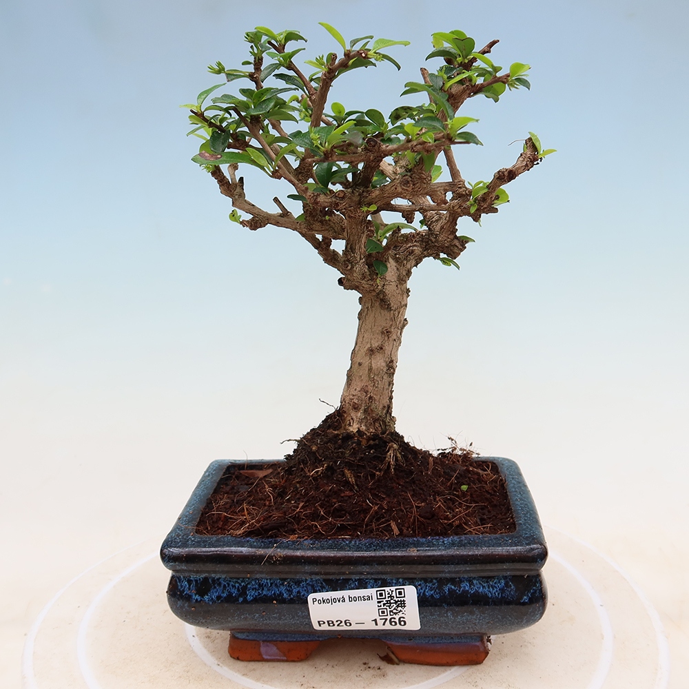 Room bonsai - Carmona macrophylla - Tea fuki