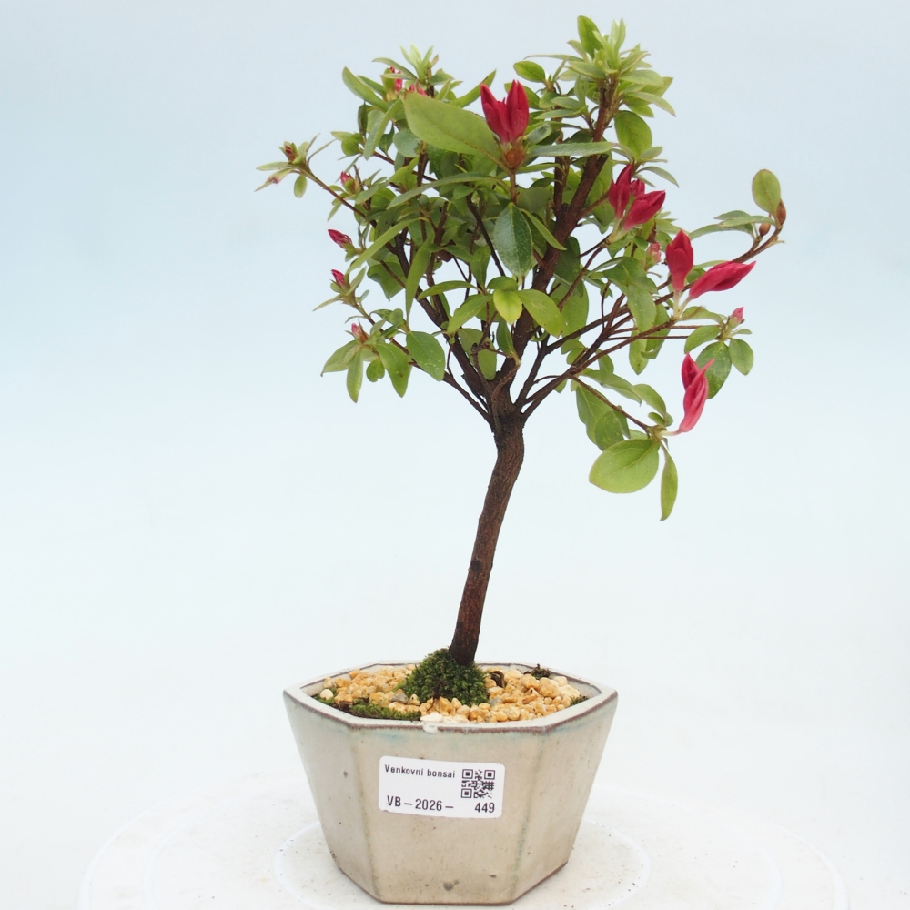 Outdoor bonsai - Japanese azalea - Azalea sp.