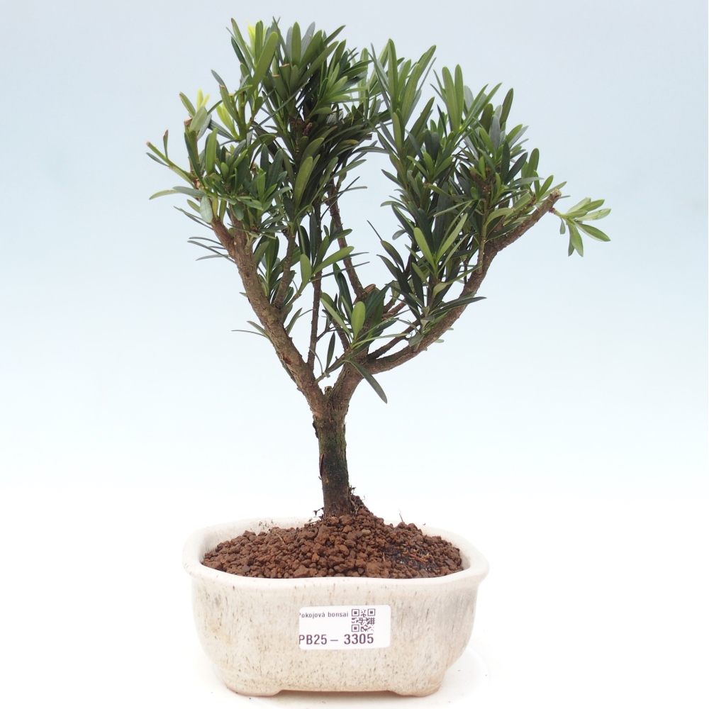 Room bonsai - Podocarpus - Stone Yew