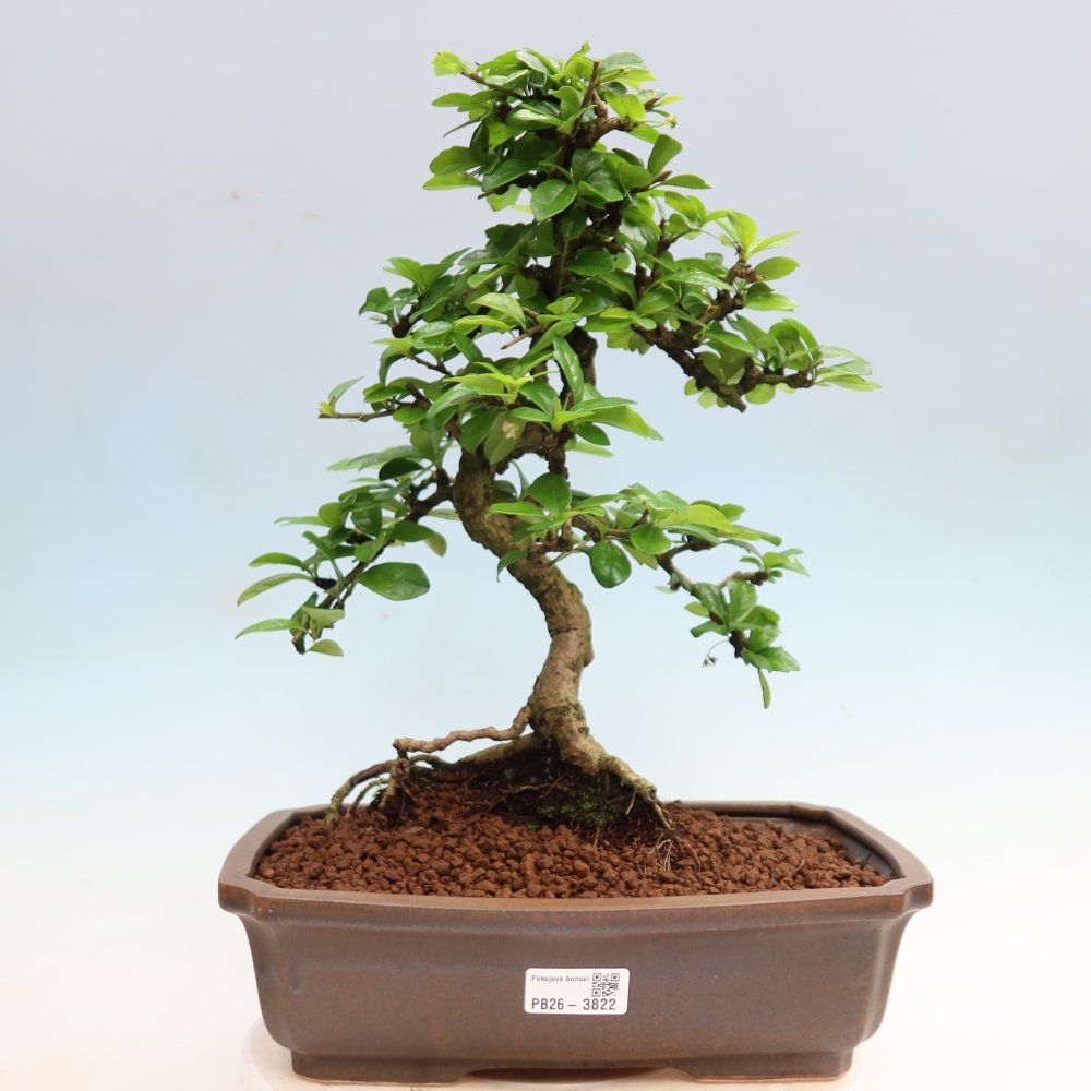 Room bonsai - Carmona macrophylla - Tea fuki