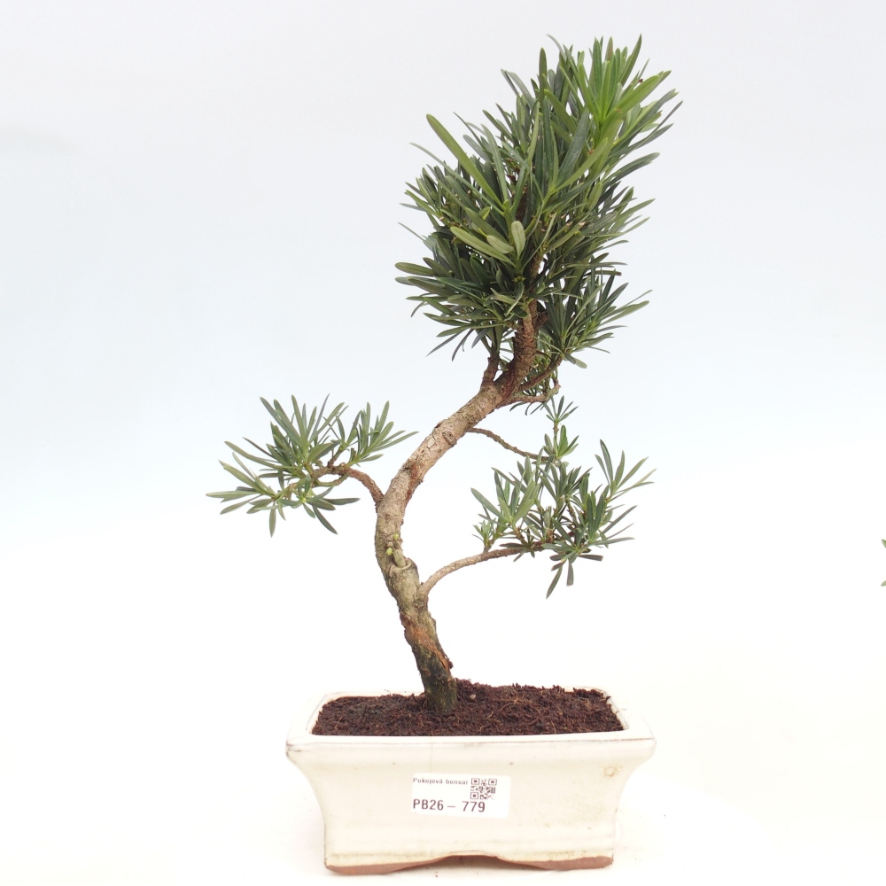 Room bonsai - Podocarpus - Stone Yew