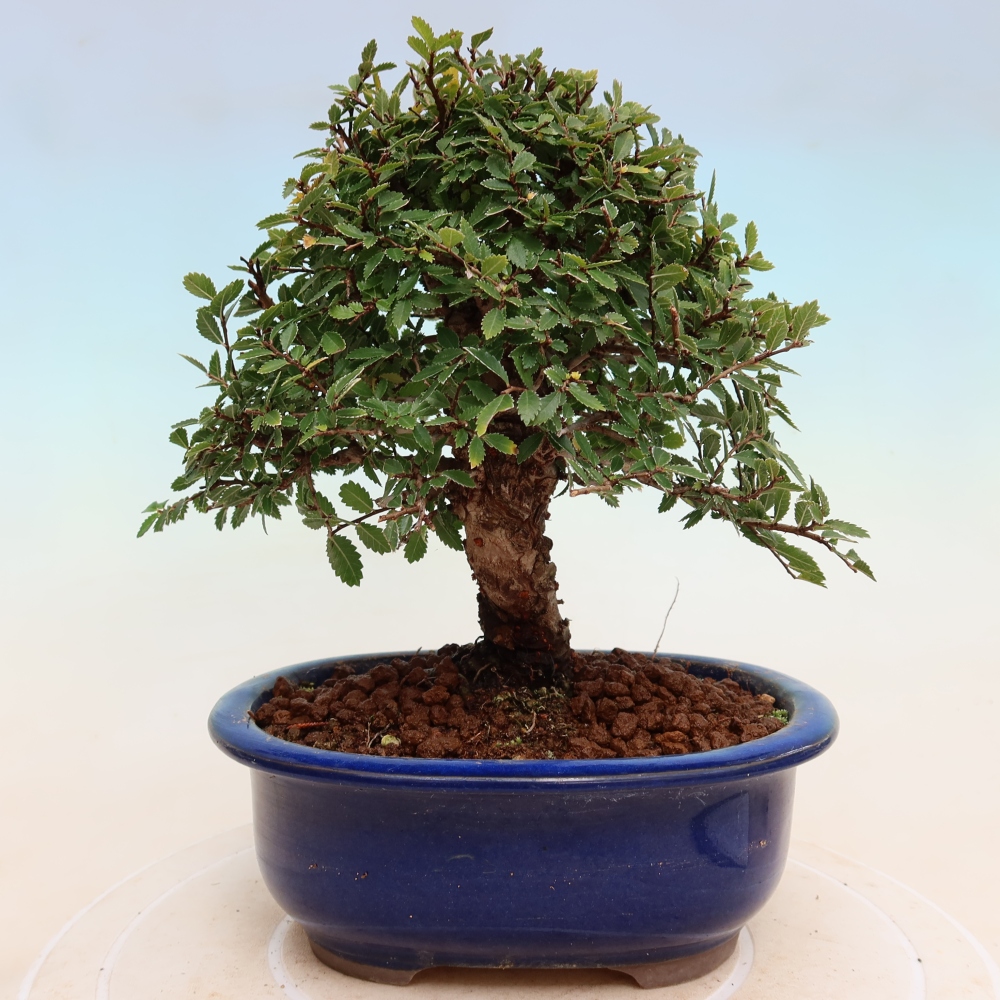 Outdoor bonsai - Zelkova - Zelkova NIRE