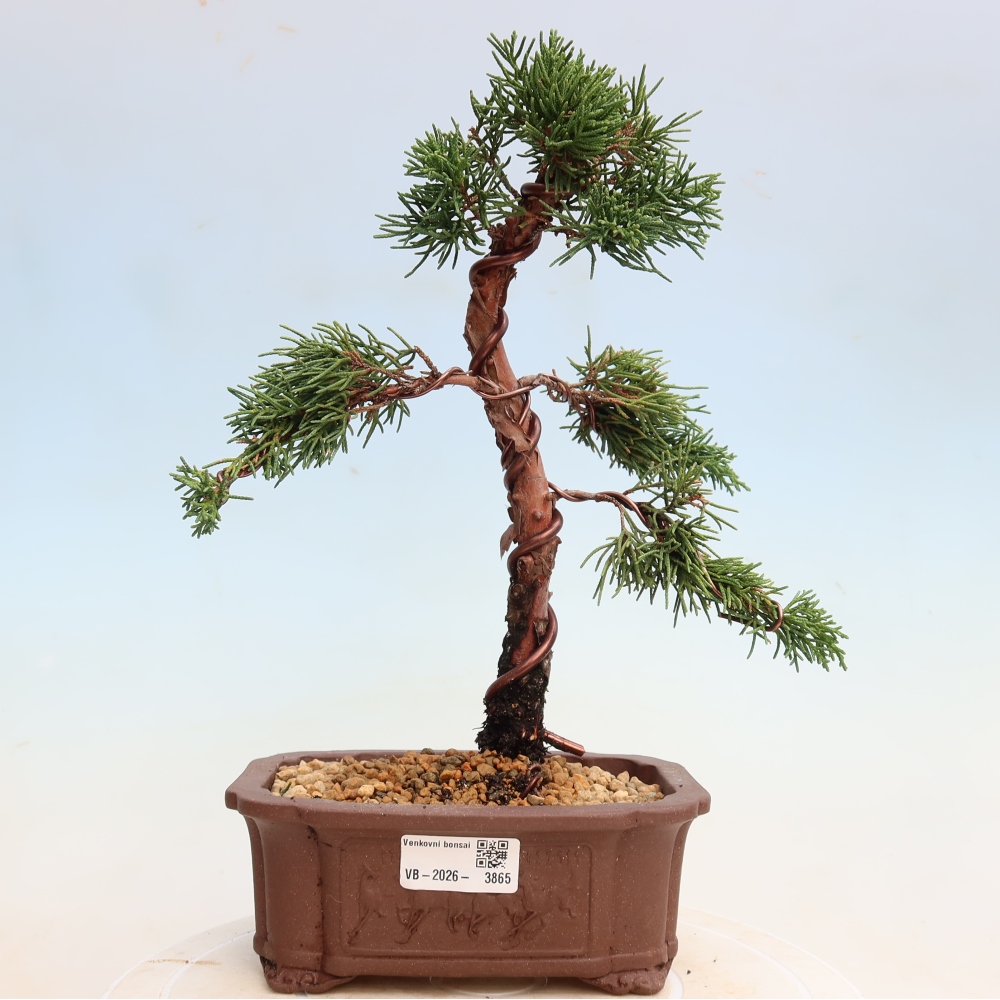 Outdoor bonsai - Juniperus chinensis Kishu