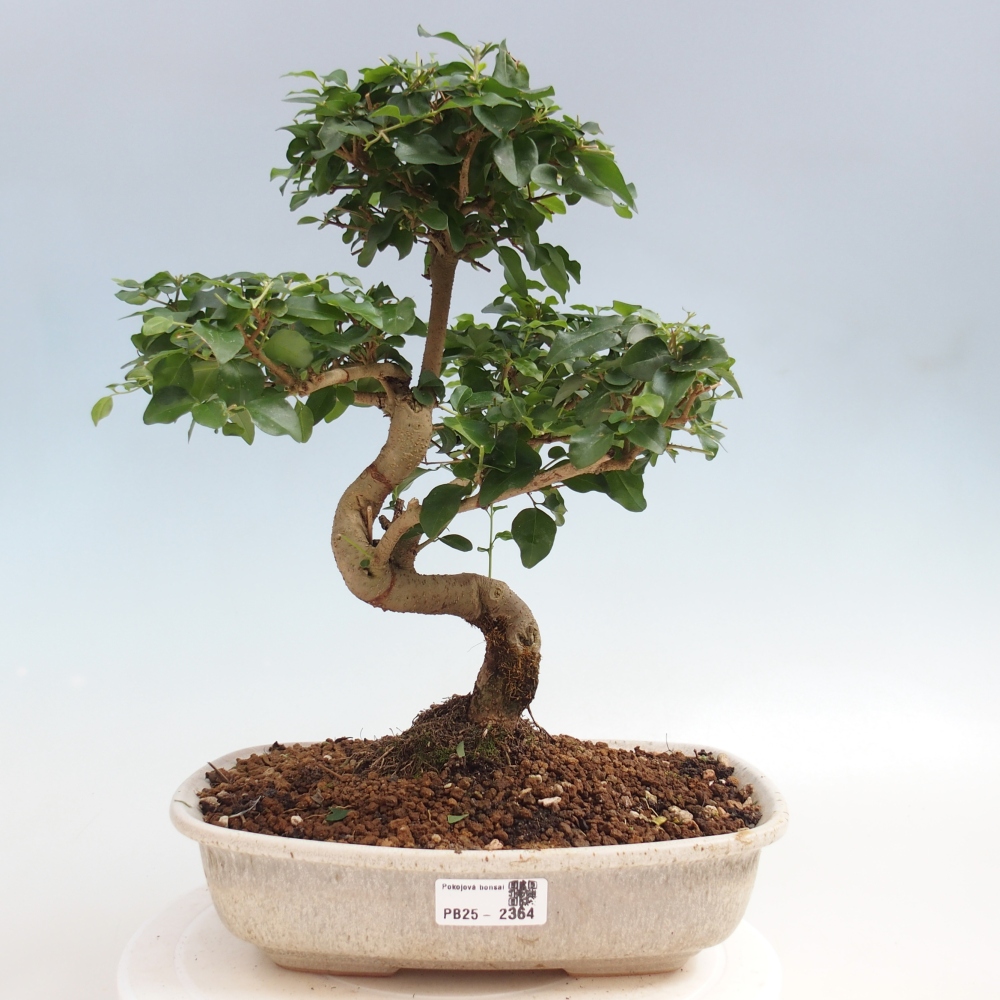 Room bonsai -Ligustrum chinensis - privet