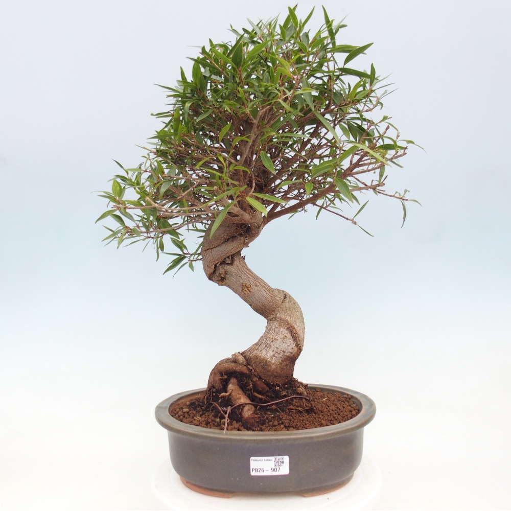 Room bonsai - Ficus nerifolia - small-leaved ficus