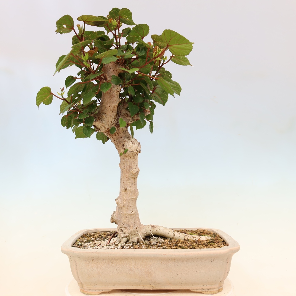 Indoor bonsai - Hibiscus tiliaceus - Sea Hibiscus