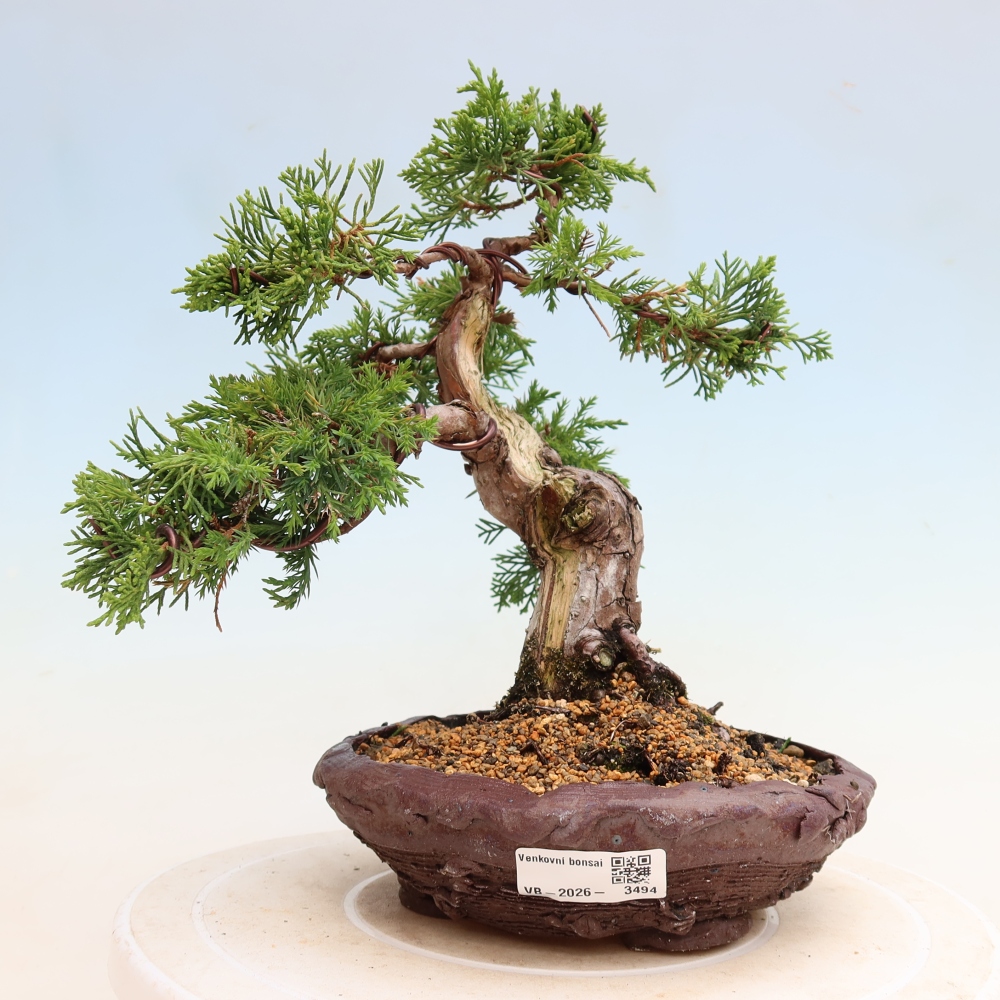 Outdoor Bonsai - Juniperus chinensis Itoigawa - Chinese Juniper