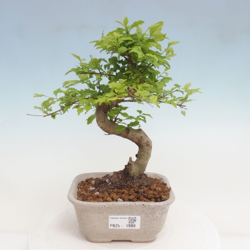 Indoor bonsai -Ligustrum chinensis - Bird's beak