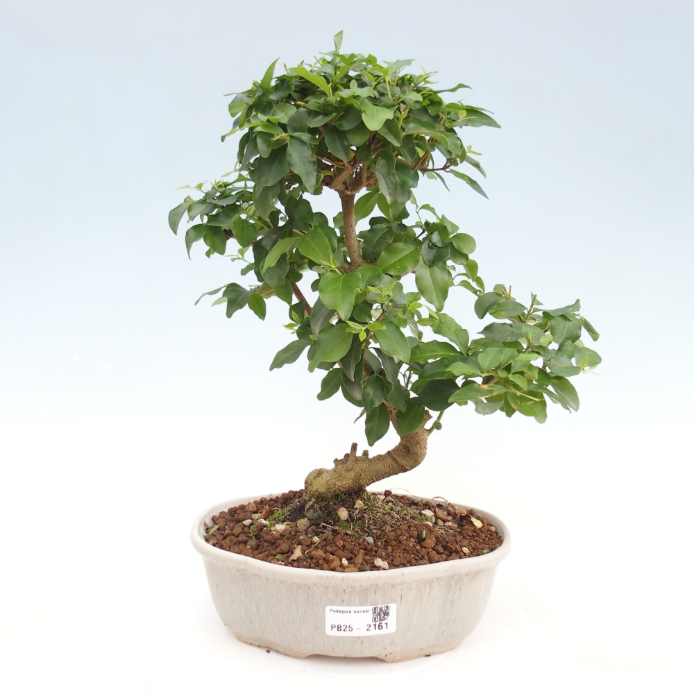 Indoor bonsai -Ligustrum chinensis - Bird's beak
