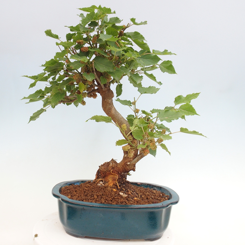 Outdoor bonsai - Morus alba - mulberry