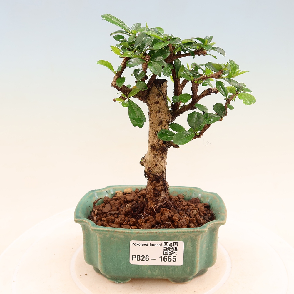 Room bonsai - Carmona macrophylla - Tea fuki