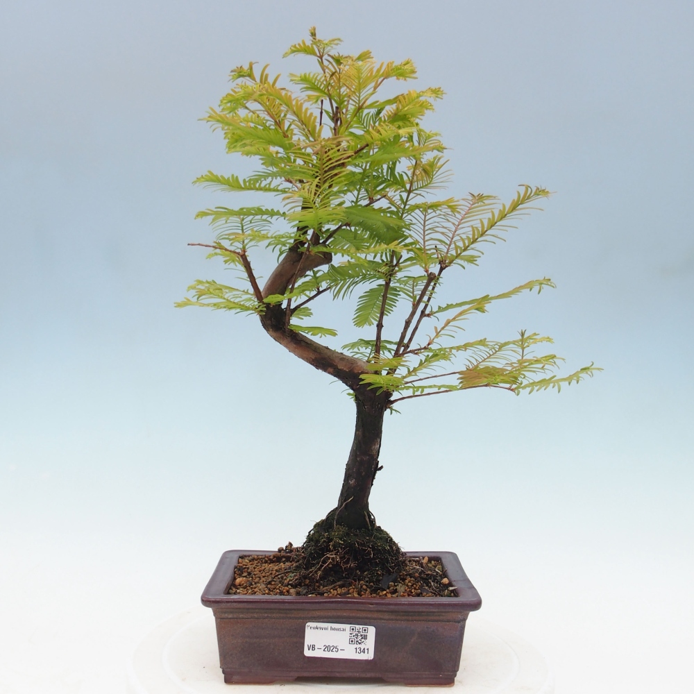 Outdoor bonsai - Metasequoia glyptostroboides - Chinese Metasequoia