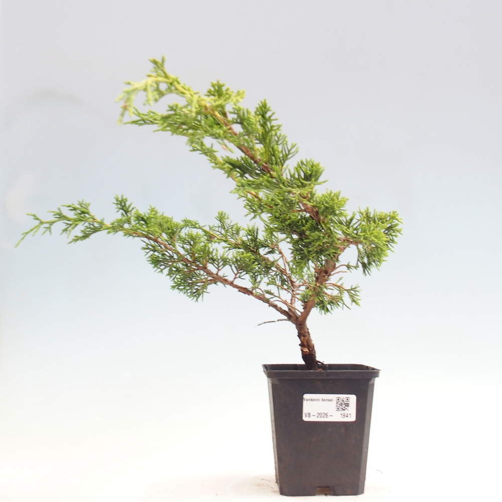 Outdoor bonsai - Juniperus chinensis Itoigawa