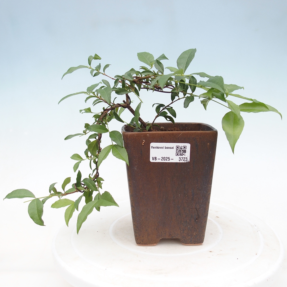 Room bonsai - cherry Malpighia coccigera- Barbdorská