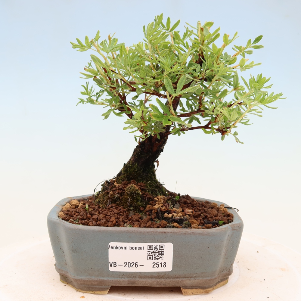 Outdoor bonsai - Potentila fruticosa