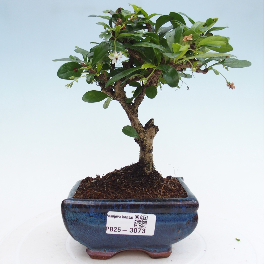 Indoor bonsai - Carmona macrophylla - Fuki tea