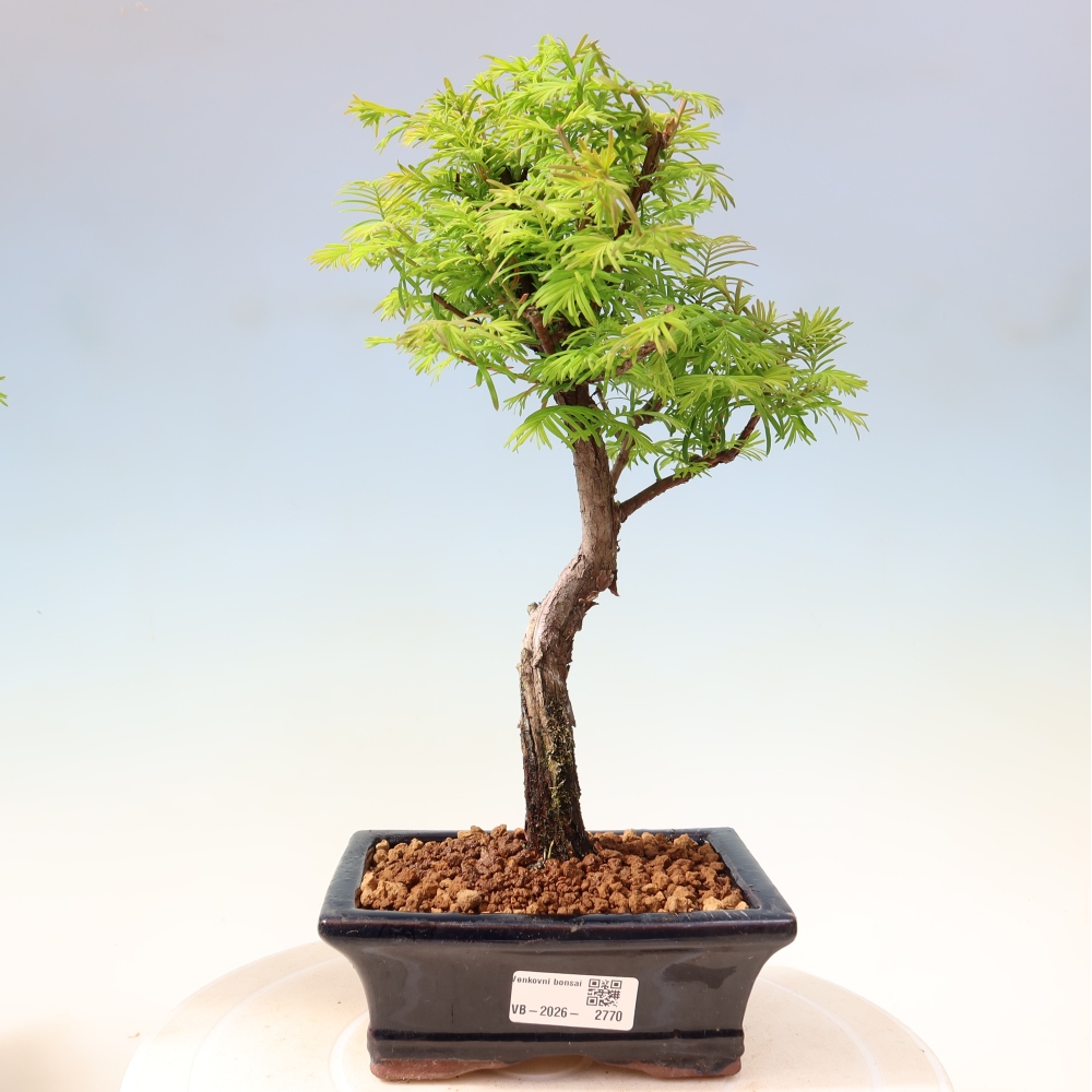 Outdoor bonsai - Metasequoia glyptostroboides - Chinese Metasequoia