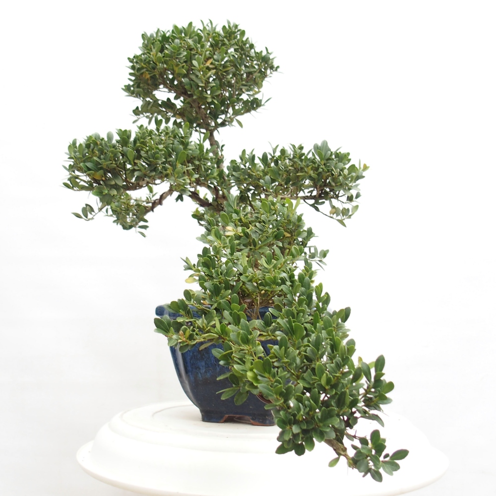 Indoor bonsai - Ilex crenata - Holly