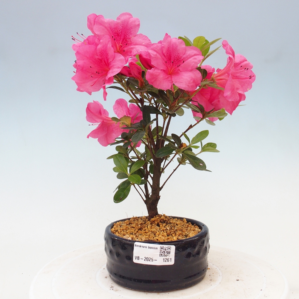 Outdoor bonsai - Japanese azalea - Azalea sp.