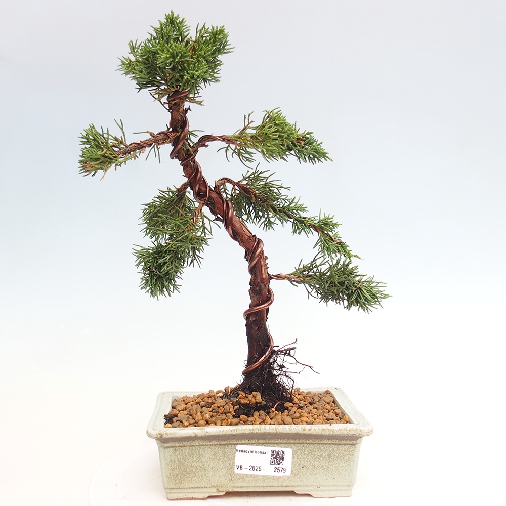 Outdoor bonsai - Juniperus chinensis Kishu - Chinese Juniper