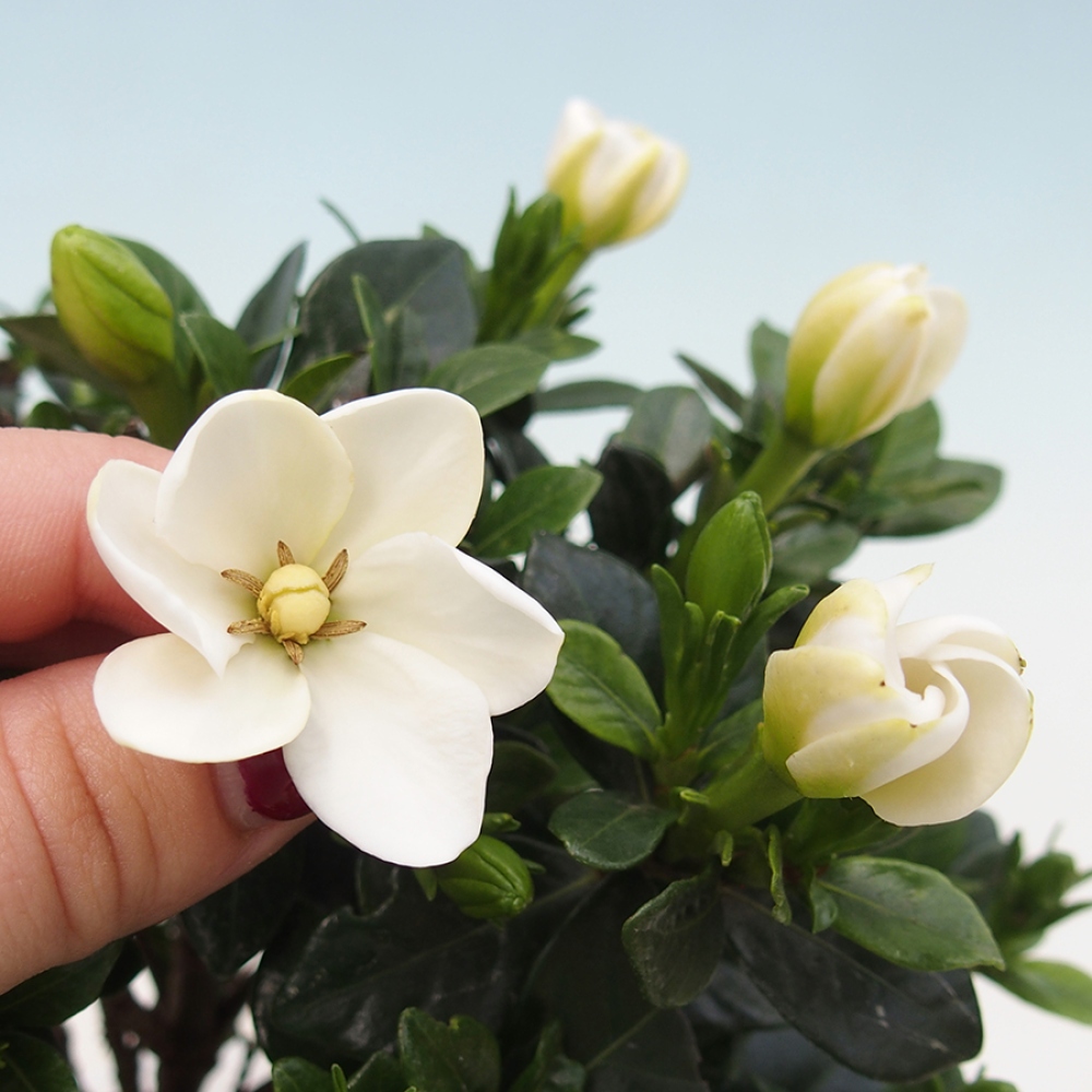 Indoor Bonsai - Gardenia jasminoides - Gardenia