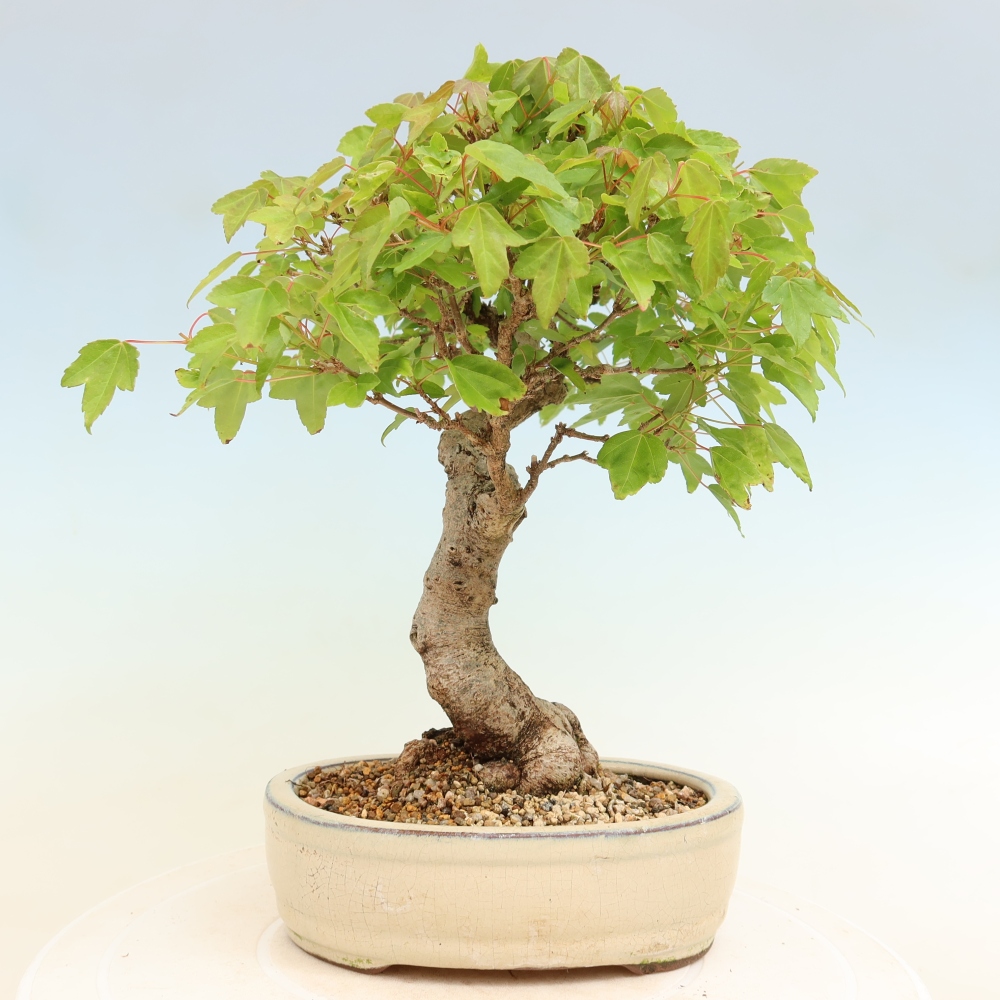 Outdoor bonsai - Maple Burger - Acer Burgerianum