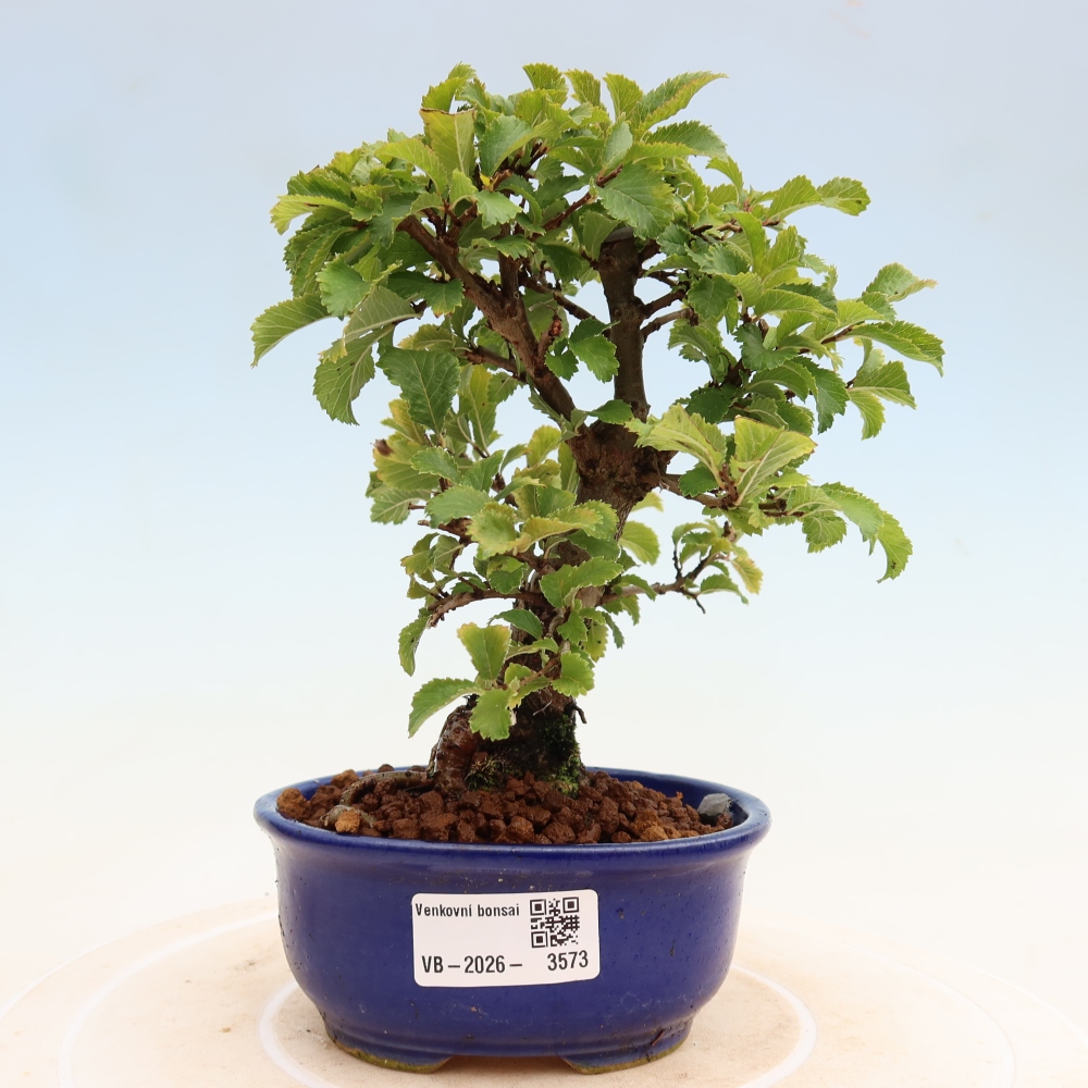 Outdoor bonsai - Zelkova - Zelkova NIRE
