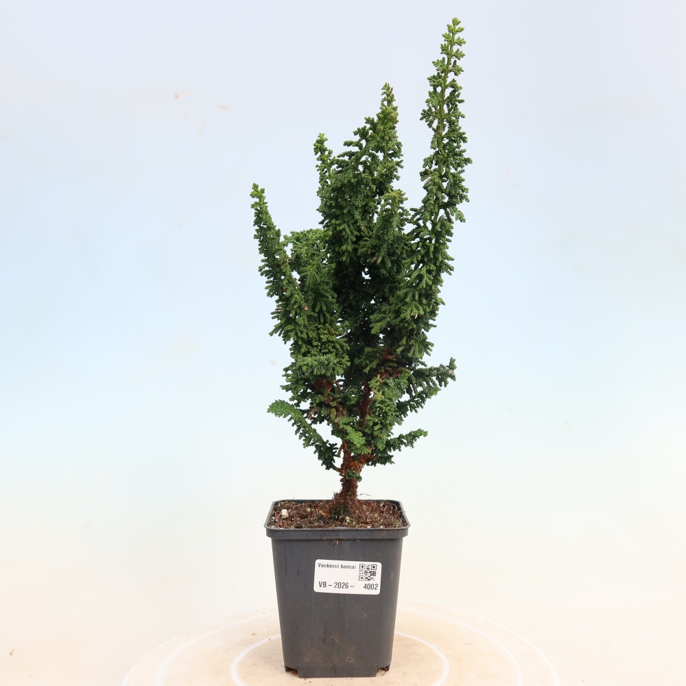 Outdoor bonsai - Cham. obtusa SEKKA HINOKI - Cypress