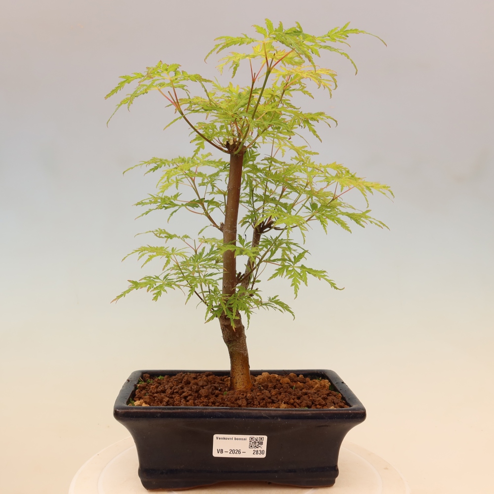 Outdoor Bonsai - Acer palmatum Dissectum - Japanese Maple 