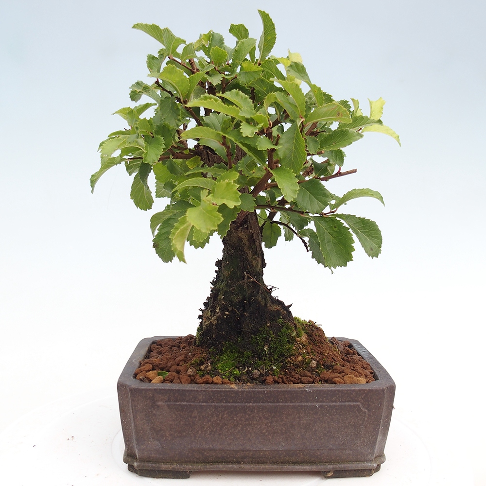 Outdoor bonsai - Zelkova - Zelkova NIRE