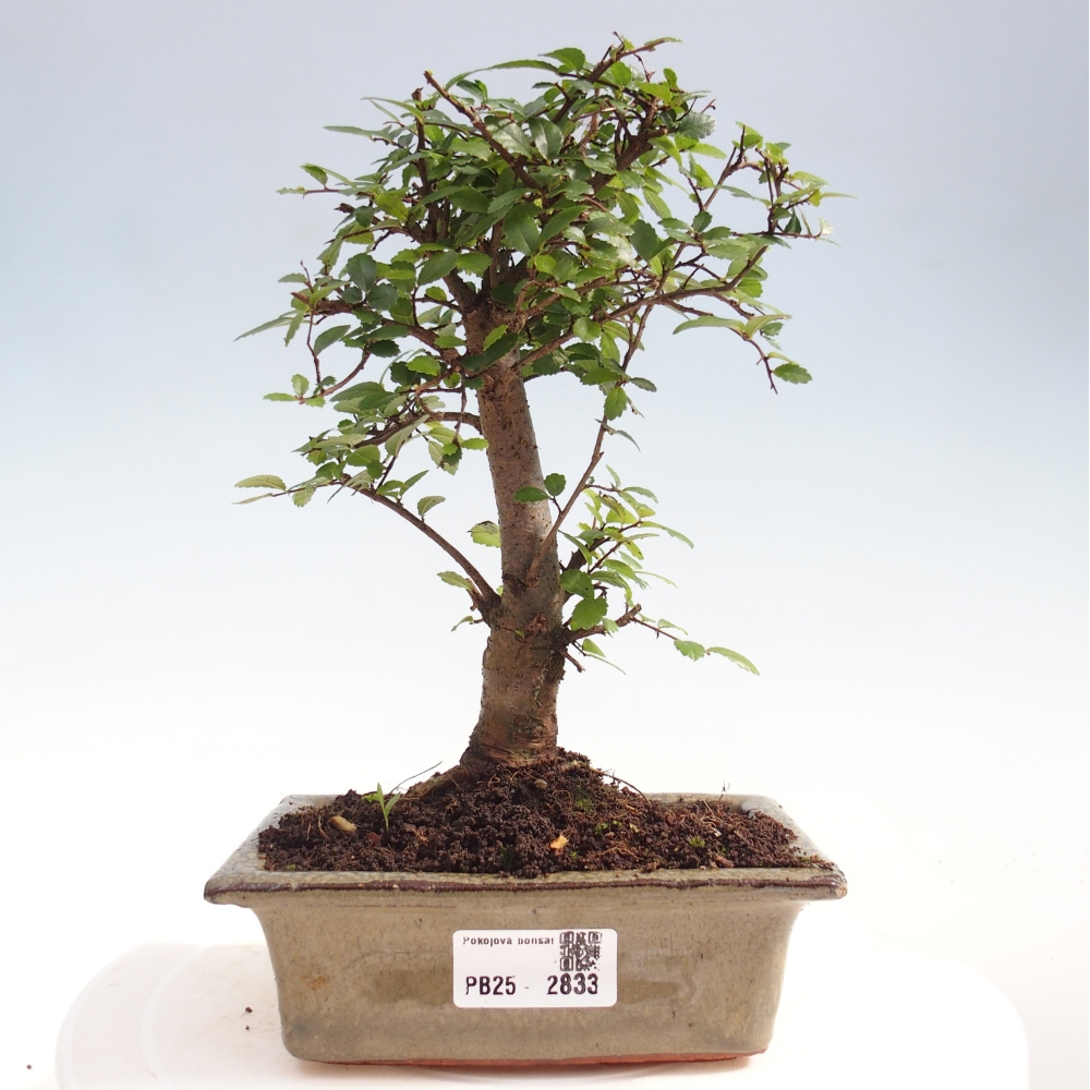Indoor bonsai - Ulmus parvifolia - Small-leaved elm