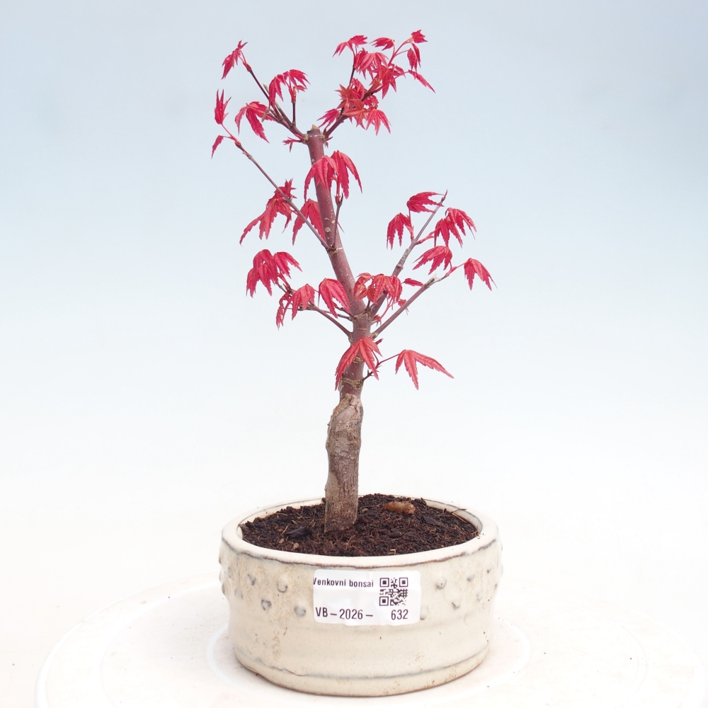 Outdoor bonsai - Maple - Acer palmatum DESHOJO