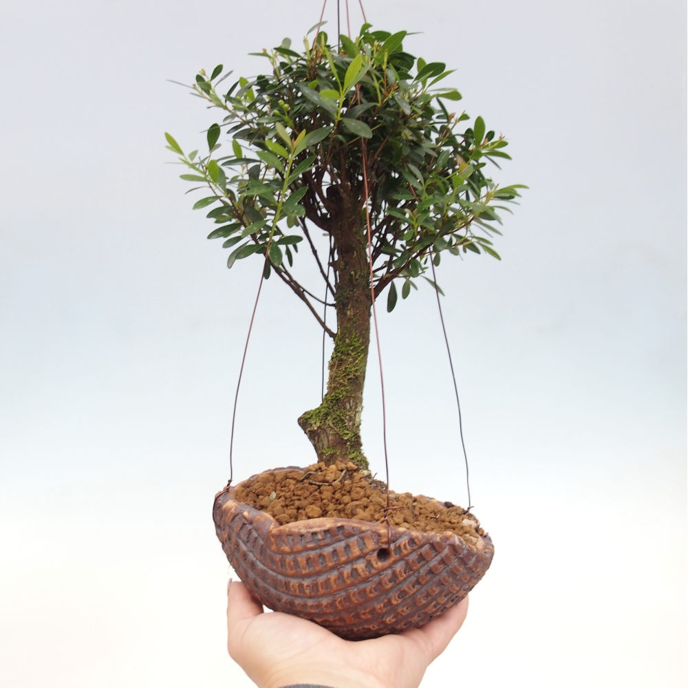 Kokedama in ceramic - Syzygium - Allspice