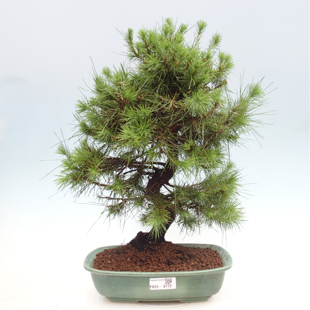 Room bonsai-Pinus halepensis-Pine of Aleppo
