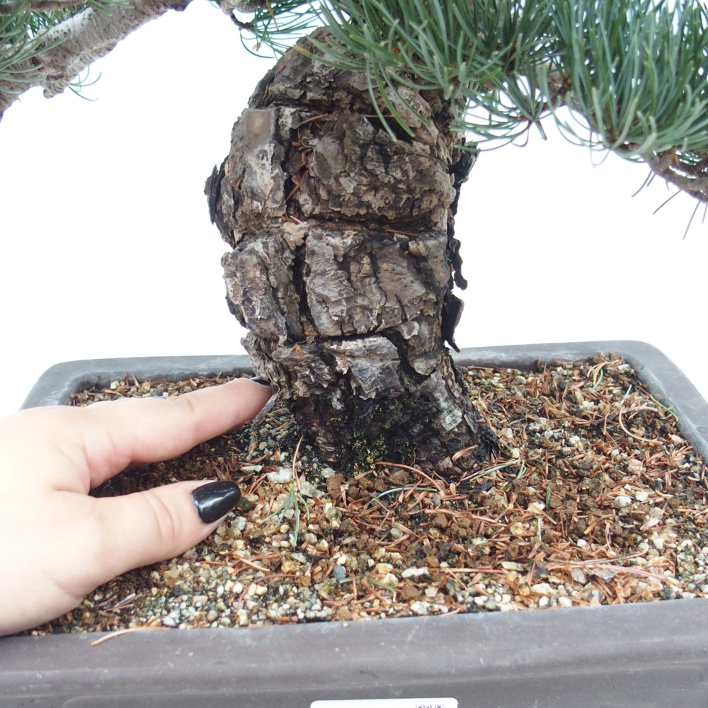 Outdoor bonsai - Pinus parviflora - Small pine tree