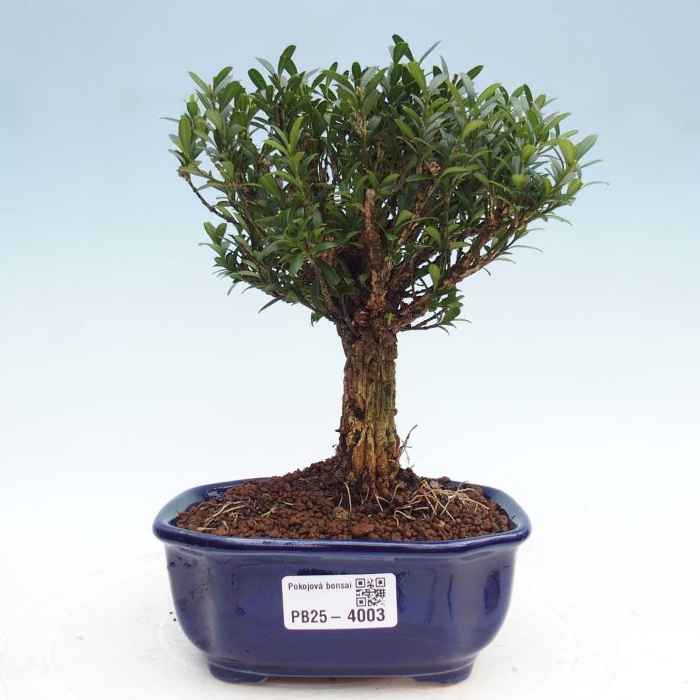 Room bonsai - Buxus harlandii - cork buxus