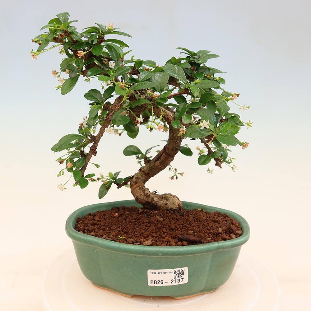 Room bonsai - Carmona macrophylla - Tea fuki