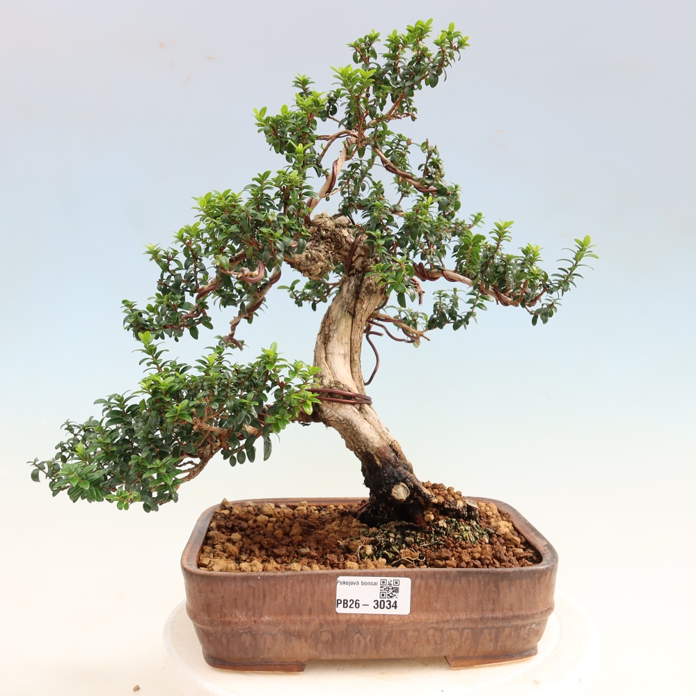 Indoor Bonsai - Myrtus communis - Common Myrtle