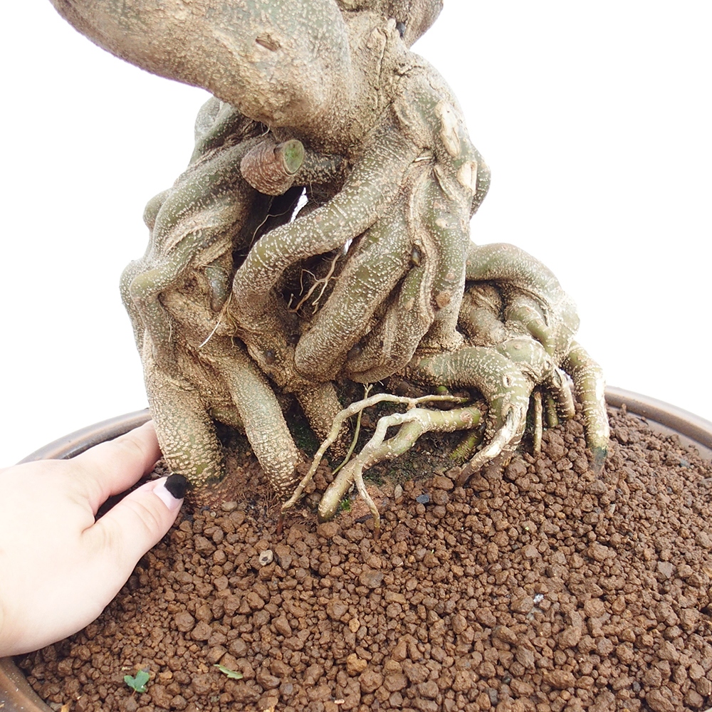 Outdoor bonsai - Maple Buergerianum - Burger Maple