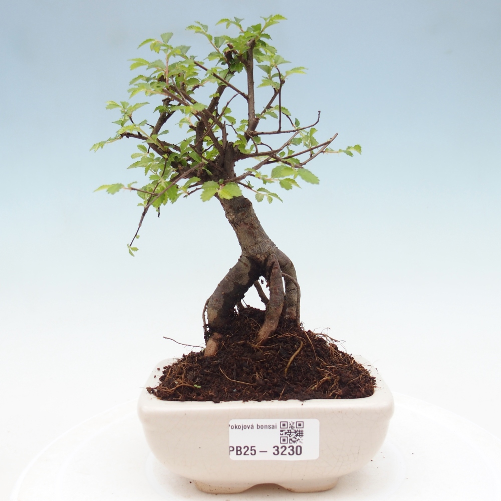 Room bonsai - Ulmus parvifolia - Small-leaved elm