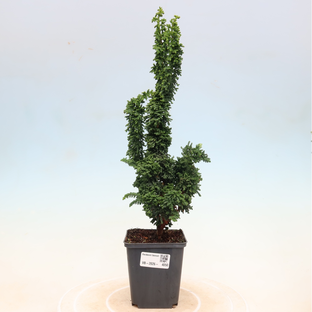 Outdoor bonsai - Cham. obtusa SEKKA HINOKI - Cypress