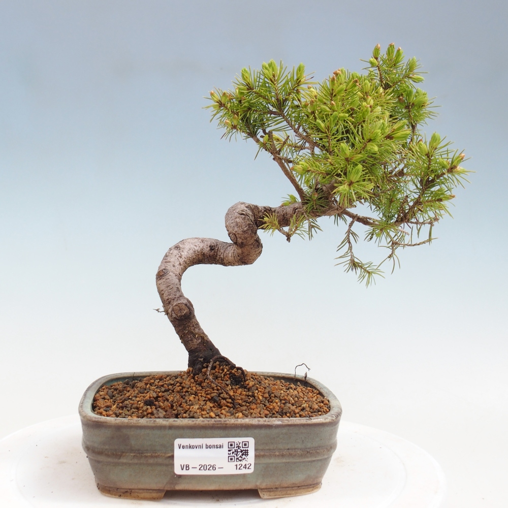Outdoor bonsai - Spruce - Picea glauca globe