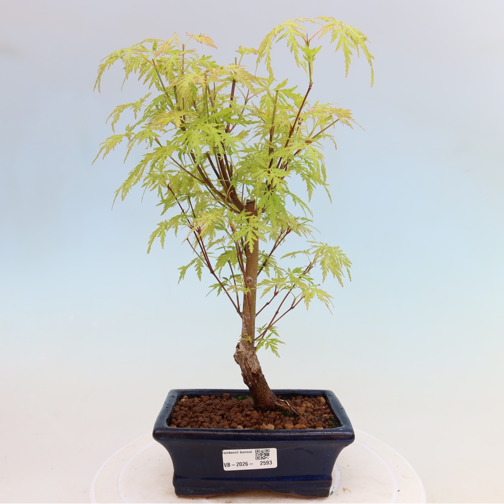 Outdoor Bonsai - Acer palmatum Dissectum - Japanese Maple 