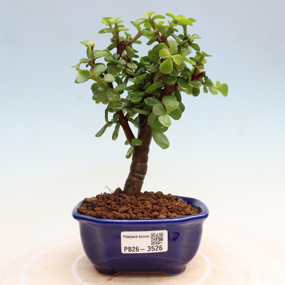 Room bonsai - Portulakaria Afra - Tlustice