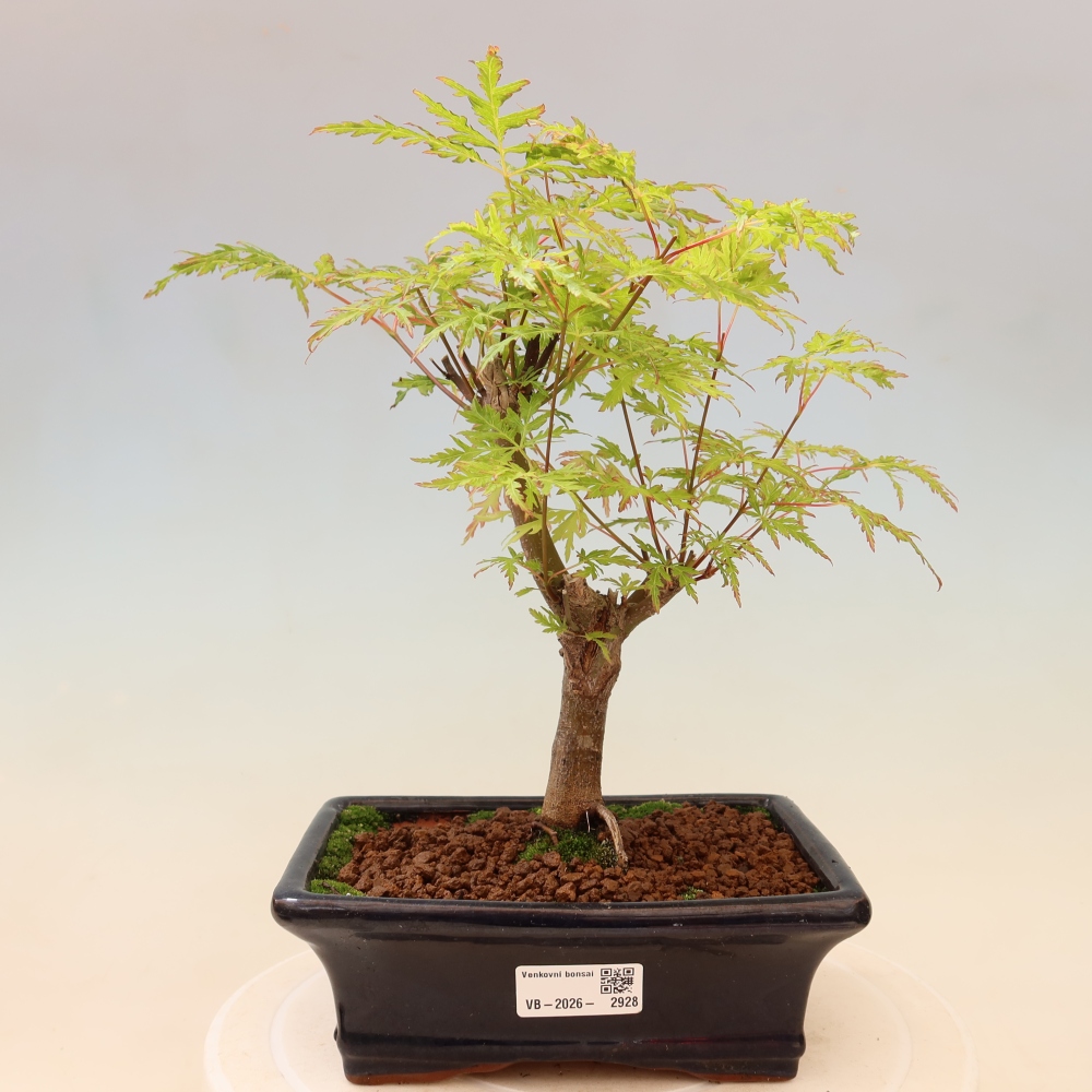 Outdoor Bonsai - Acer palmatum Dissectum - Japanese Maple 