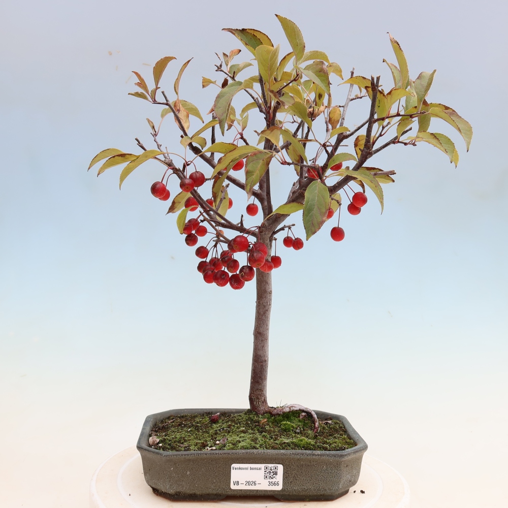 Outdoor bonsai -Malus domestica - Small-fruited red-leaved apple tree