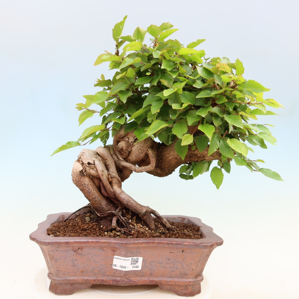 Outdoor bonsai -Carpinus coreana - Korean Hornbeam